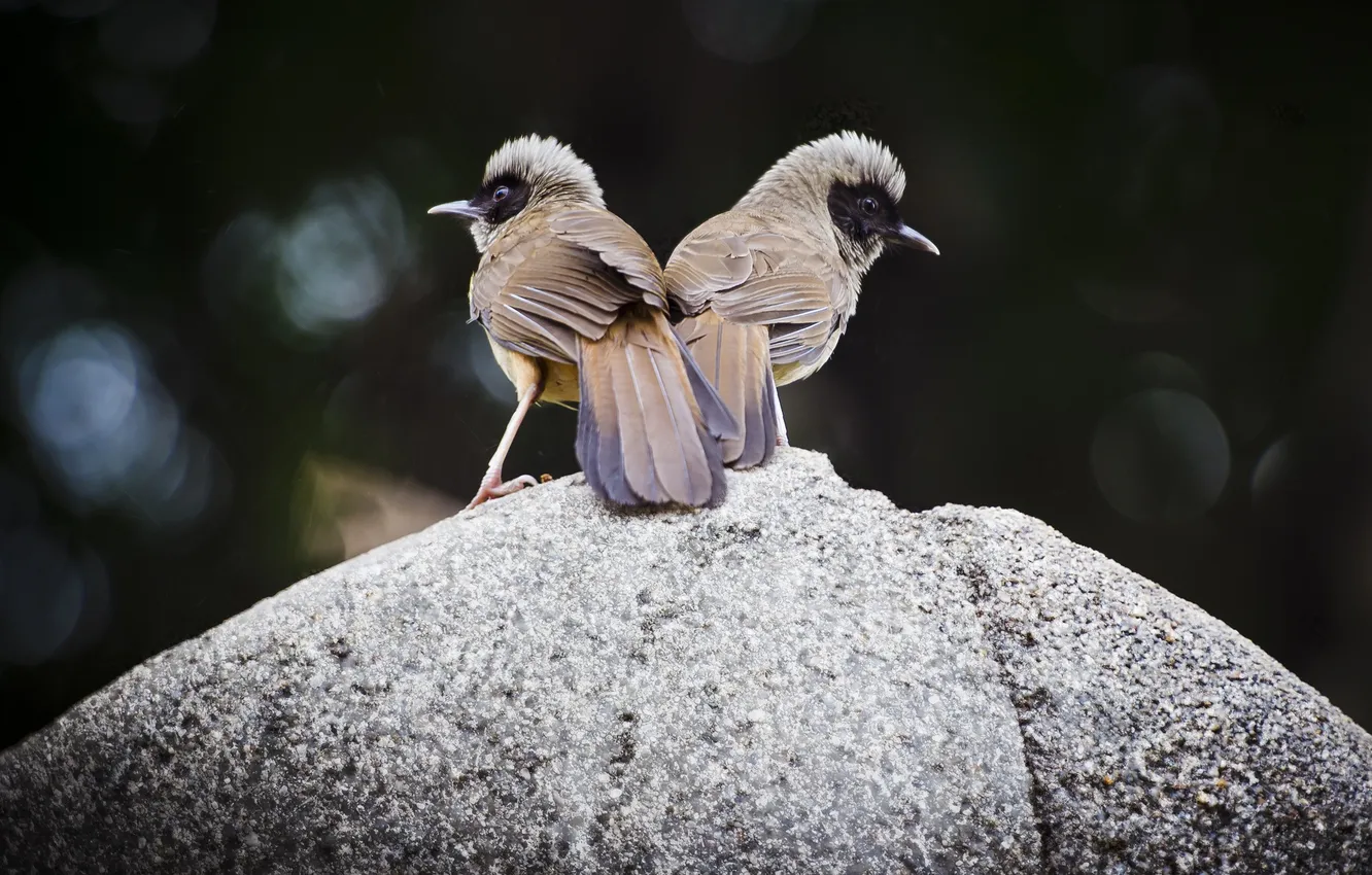 Photo wallpaper birds, background, stone, two