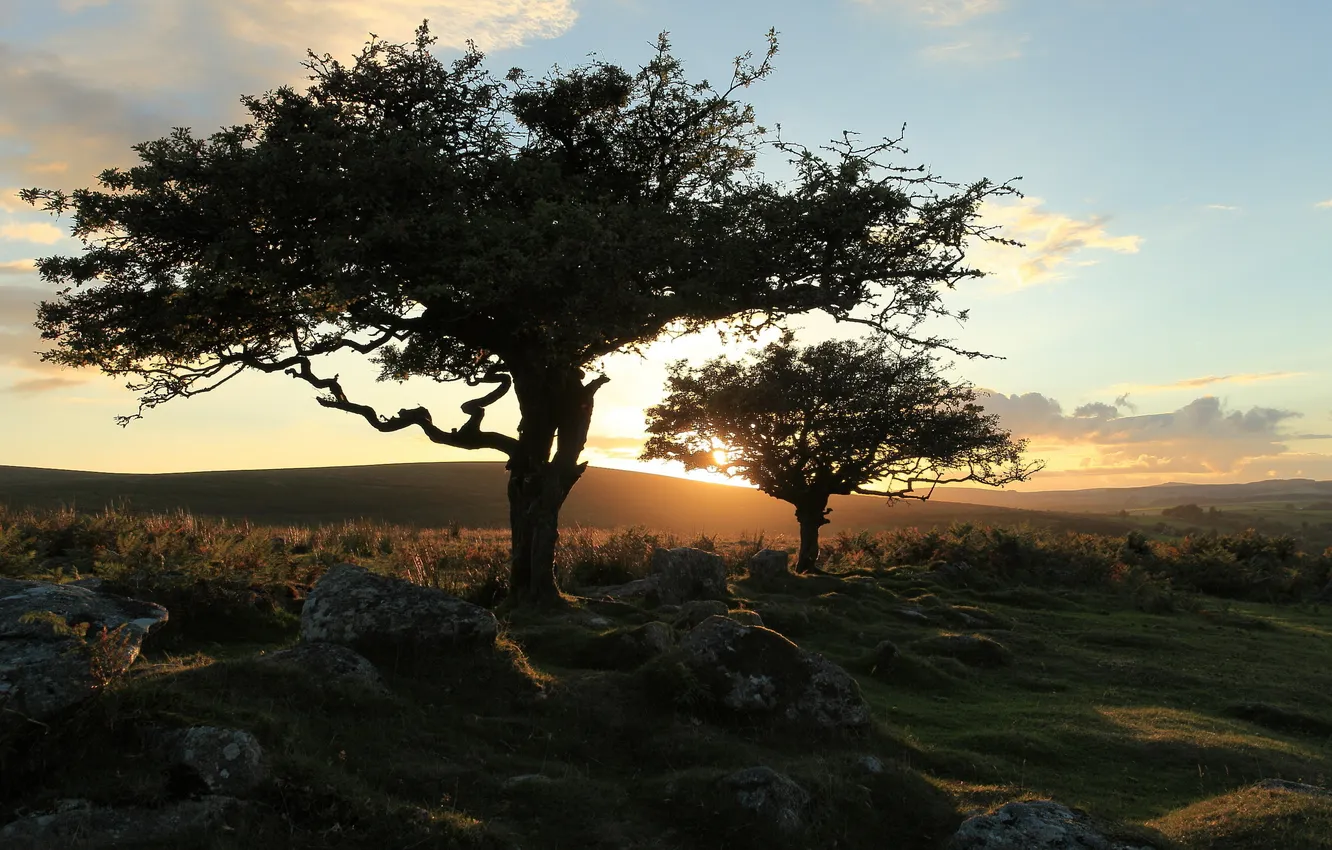 Photo wallpaper trees, landscape, nature, sunset, dartmoor