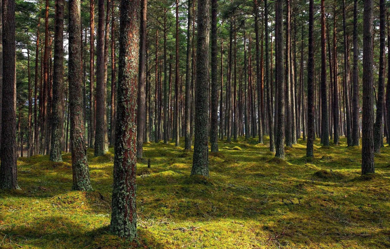 Photo wallpaper forest, trees, nature