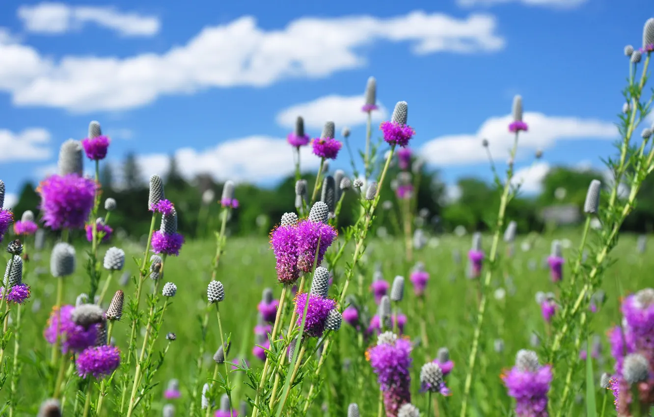 Photo wallpaper field, the sky, grass, clouds, flowers, meadow