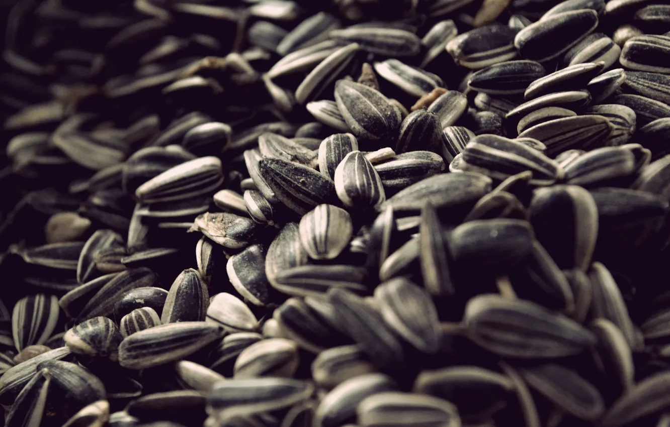 Photo wallpaper macro, retro, seeds
