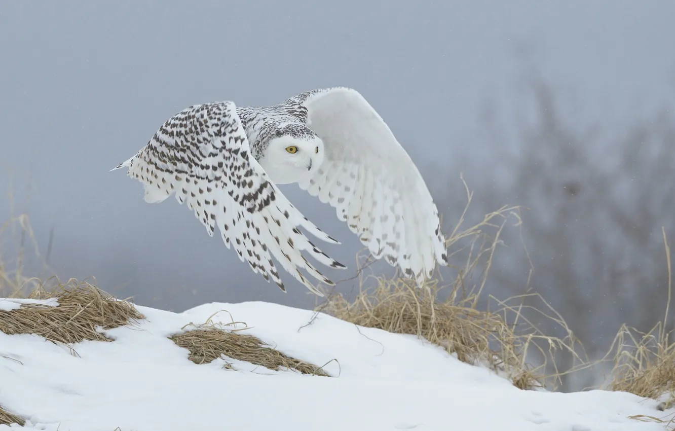 Photo wallpaper winter, owl, white, polar