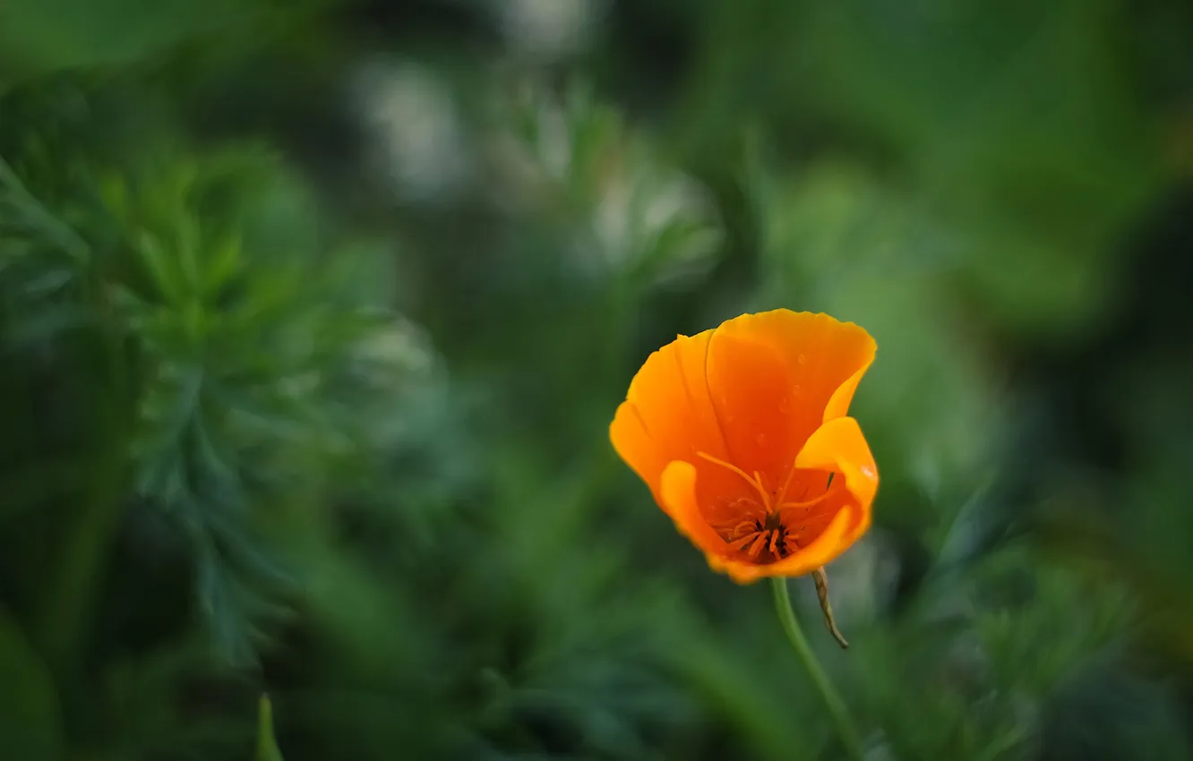 Photo wallpaper macro, green, background, tulips