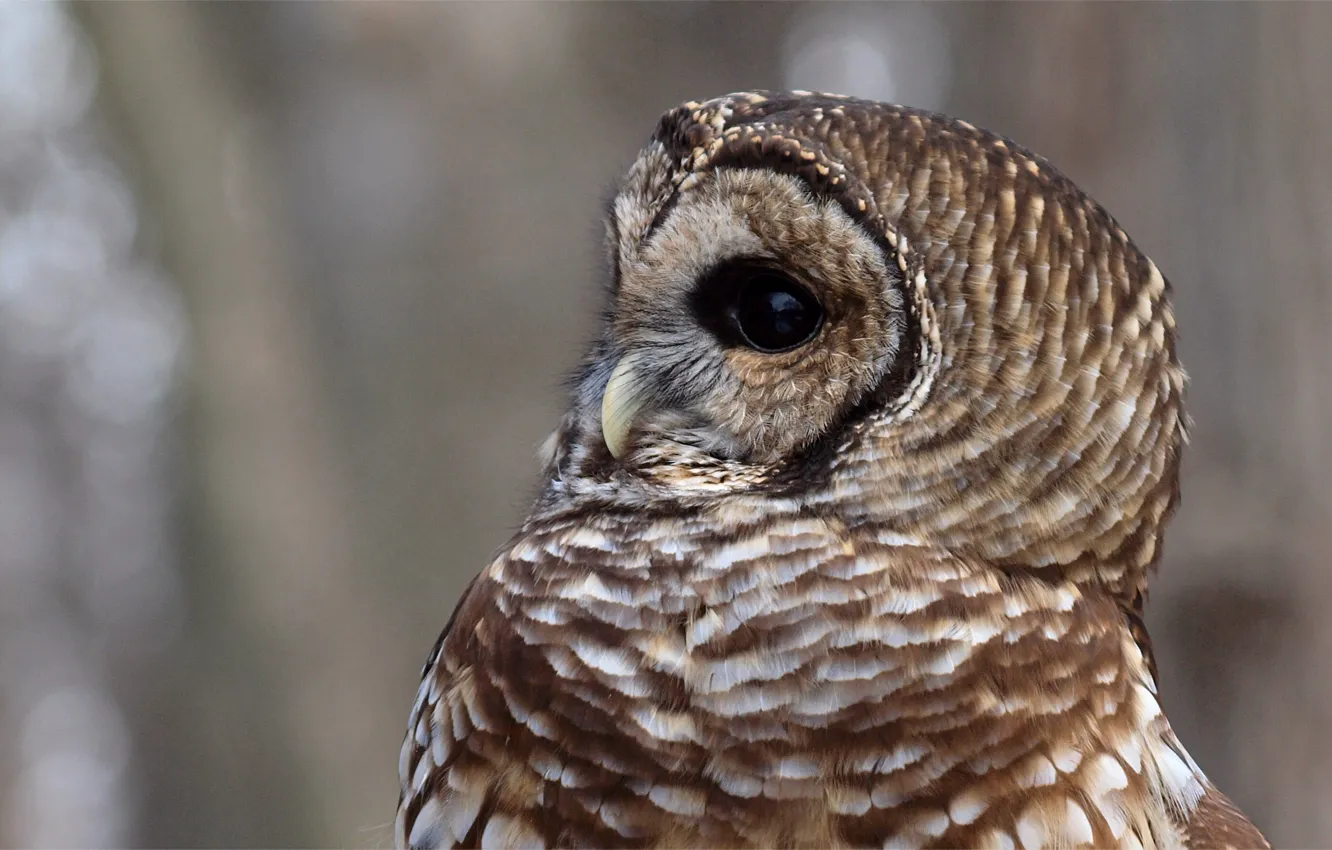 Photo wallpaper glare, grey, background, owl, bird, profile, Strix Varia, a barred owl