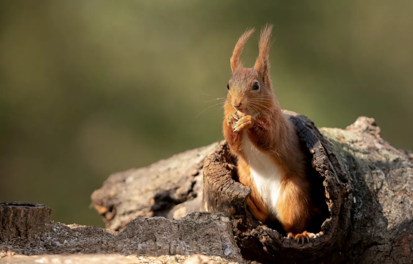 Photo wallpaper background, protein, red, the hollow