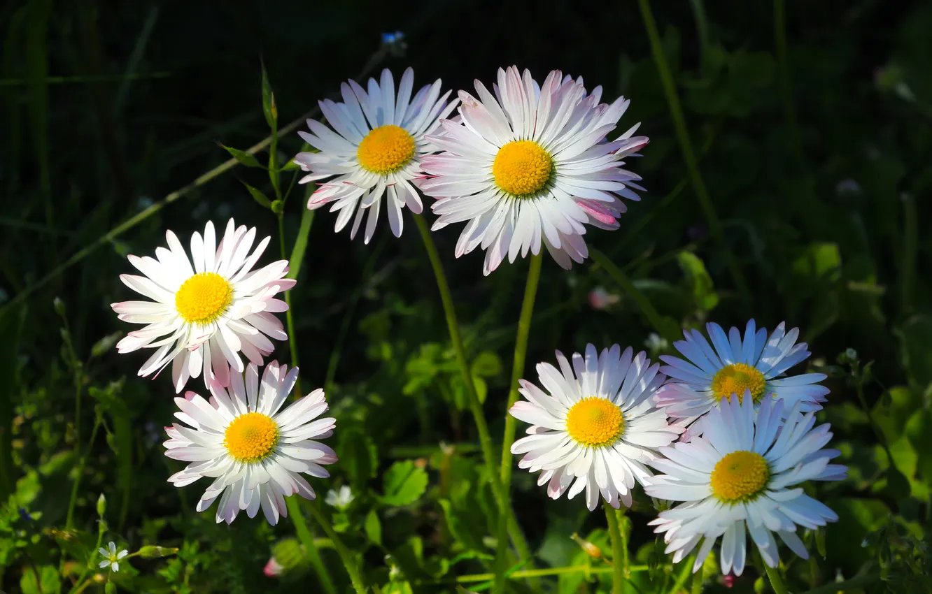 Photo wallpaper flower, spring, daisy