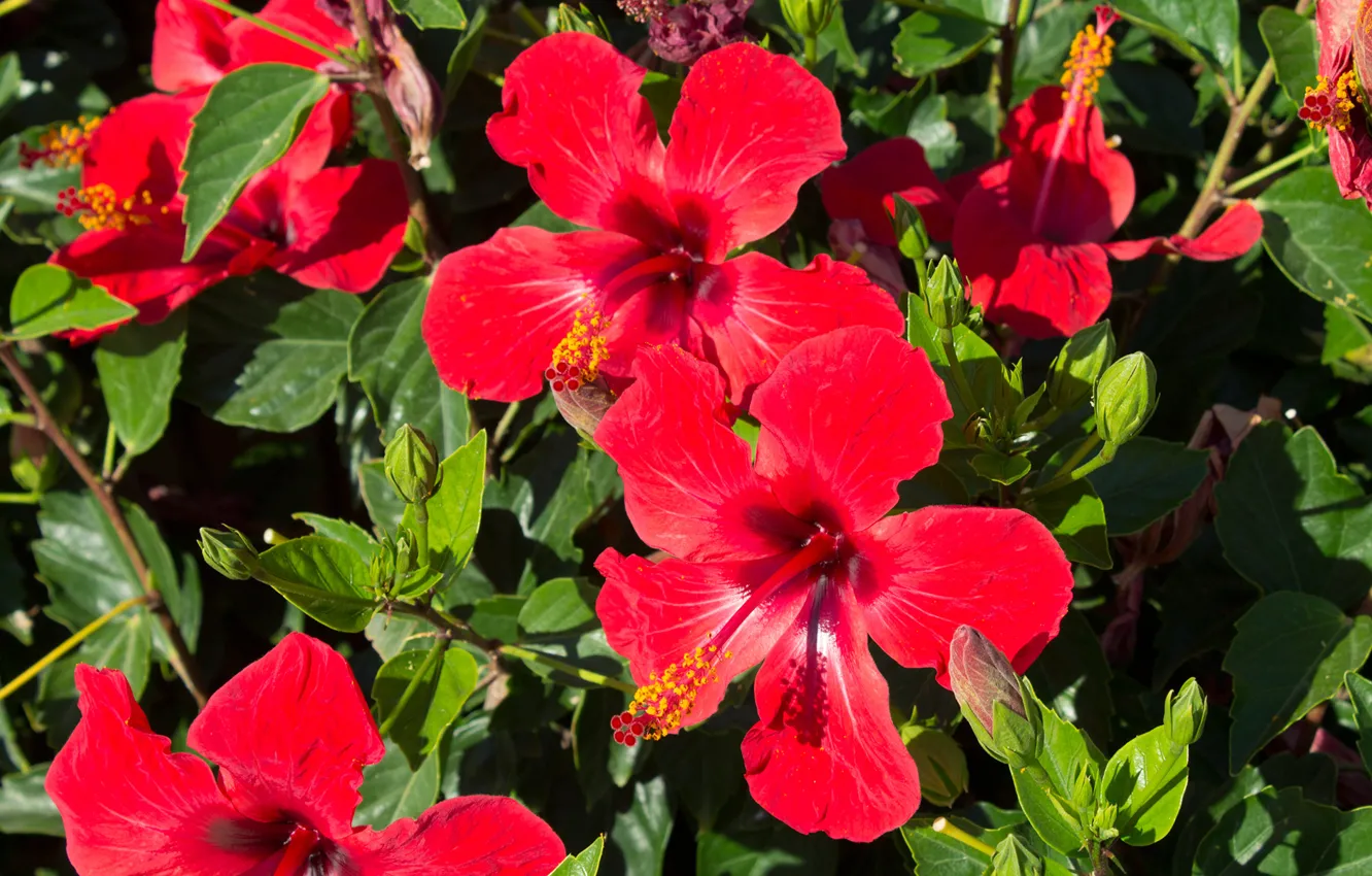 Photo wallpaper leaves, nature, petals, hibiscus