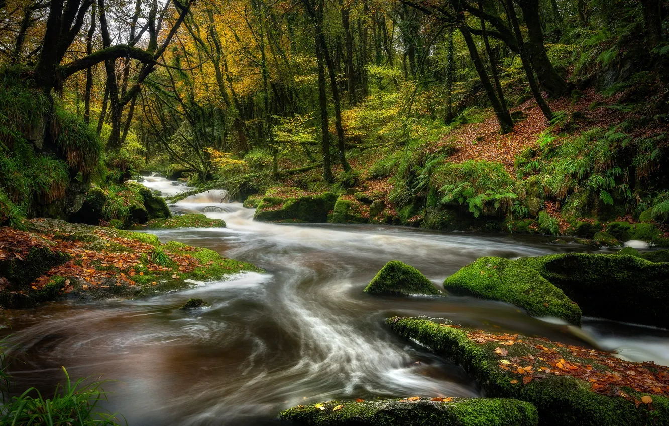Photo wallpaper forest, stones, moss, river