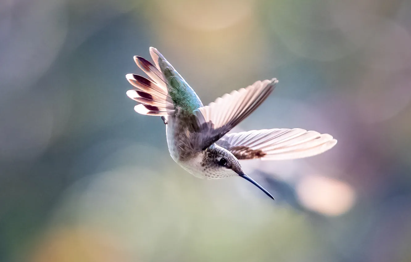 Photo wallpaper flight, bird, Hummingbird