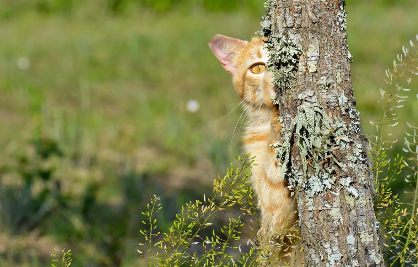 Photo wallpaper cat, cat, tree