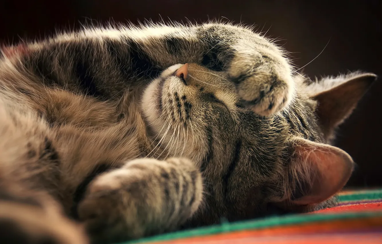 Photo wallpaper cat, cat, paw