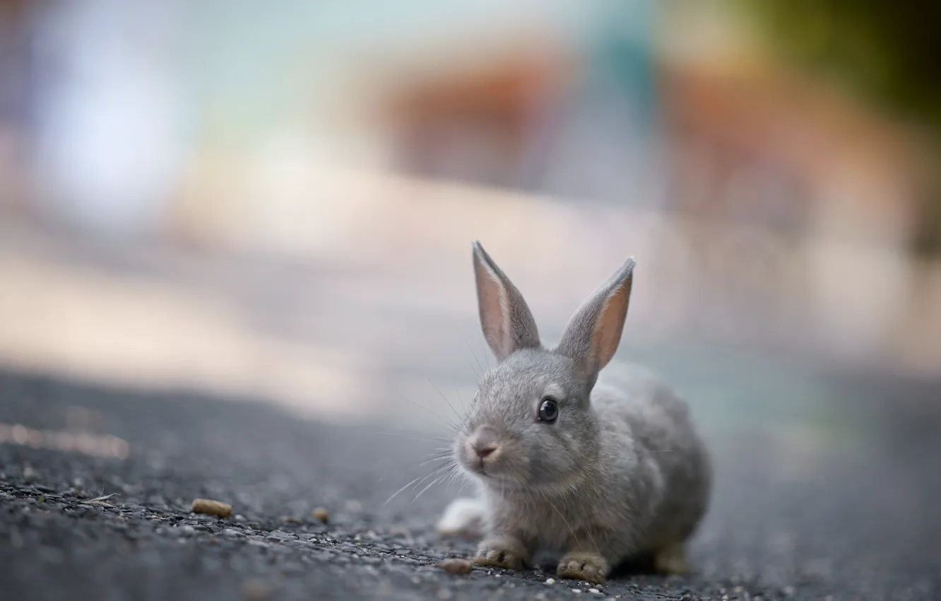 Photo wallpaper nature, background, rabbit