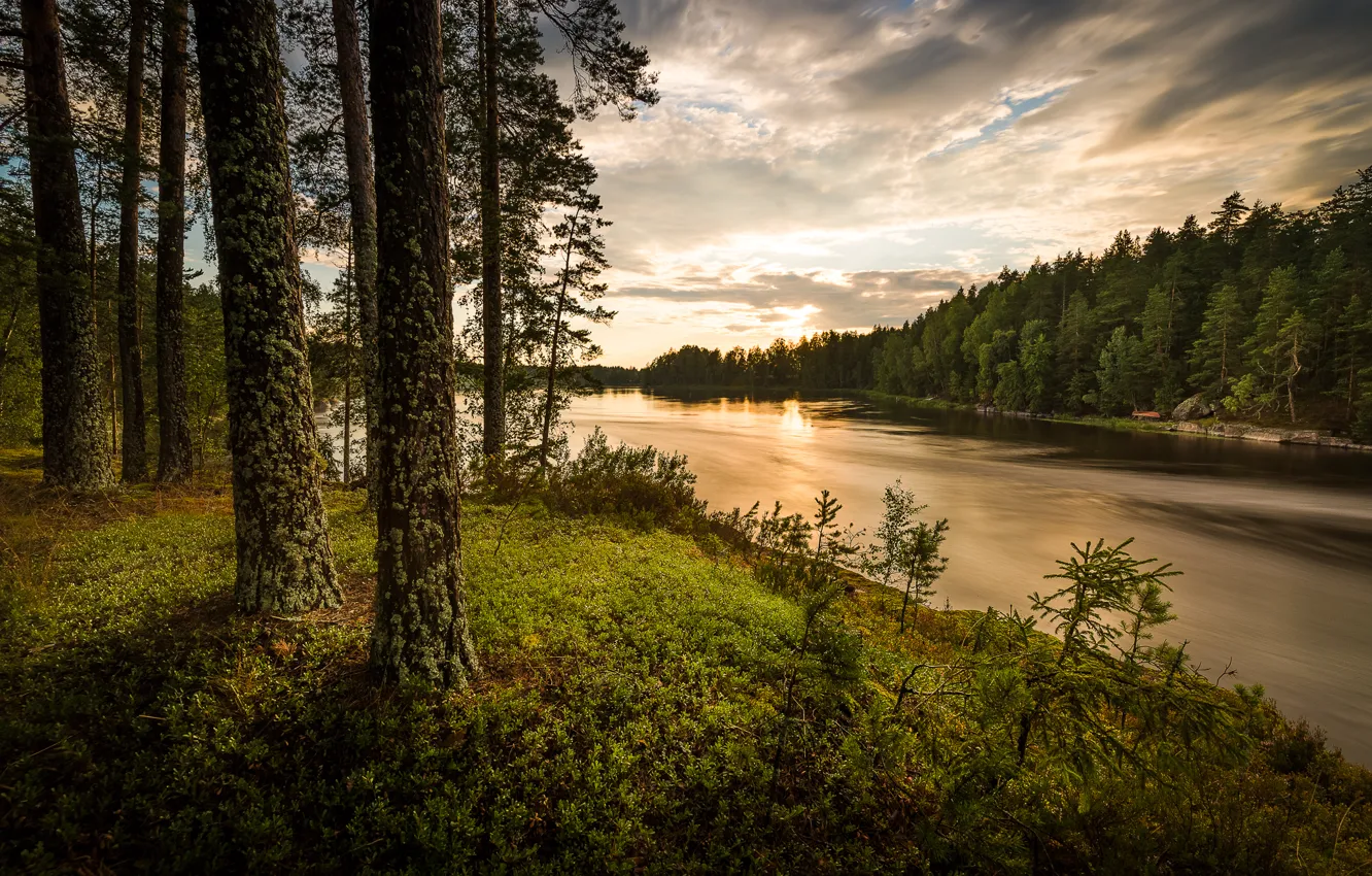 Photo wallpaper forest, river, the evening