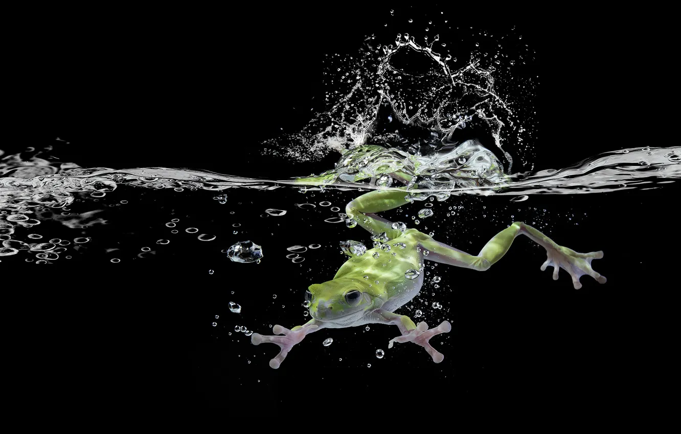 Photo wallpaper water, frog, black background