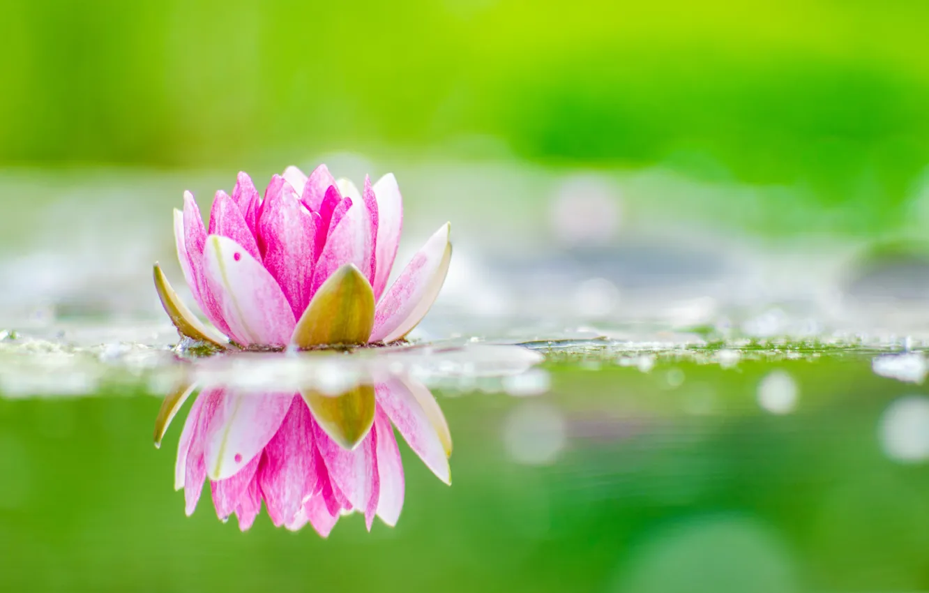 Photo wallpaper nature, petals, pond, water Lily