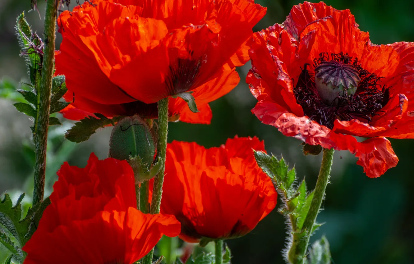 Photo wallpaper flowers, red, photo, Maki
