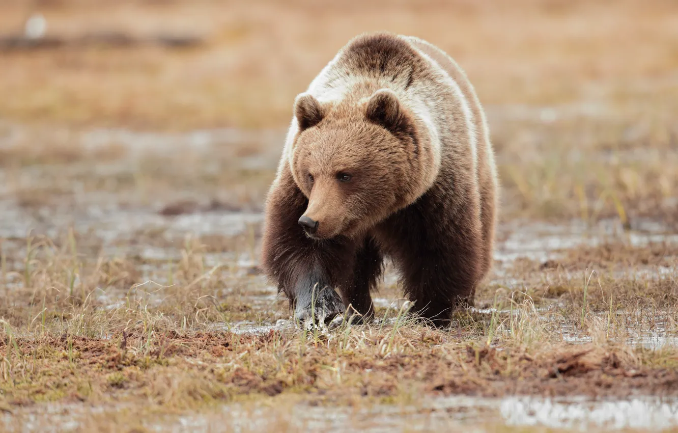 Photo wallpaper field, grass, look, face, nature, pose, bear, walk