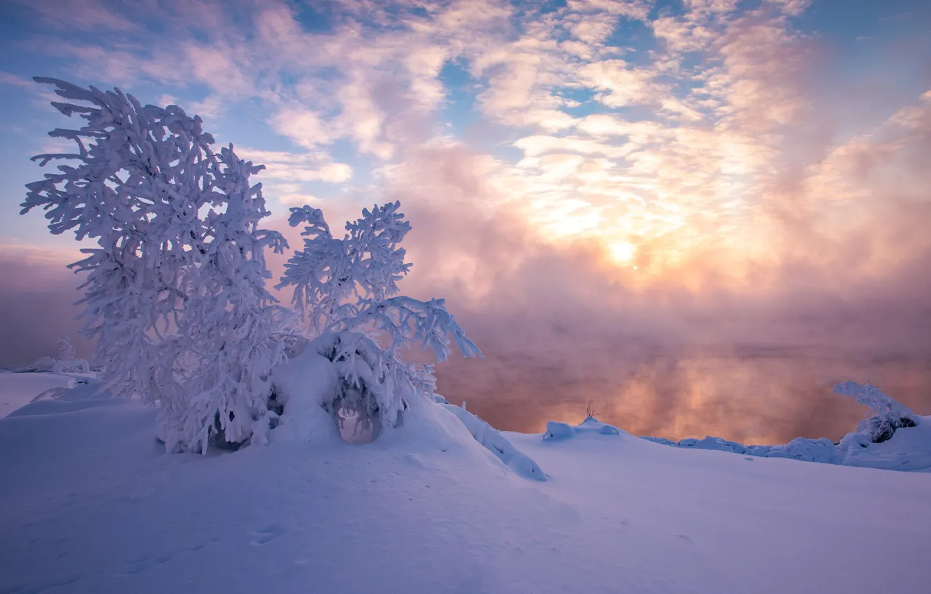 Photo wallpaper winter, snow, tree, morning, frost, the snow, Russia, frosty morning