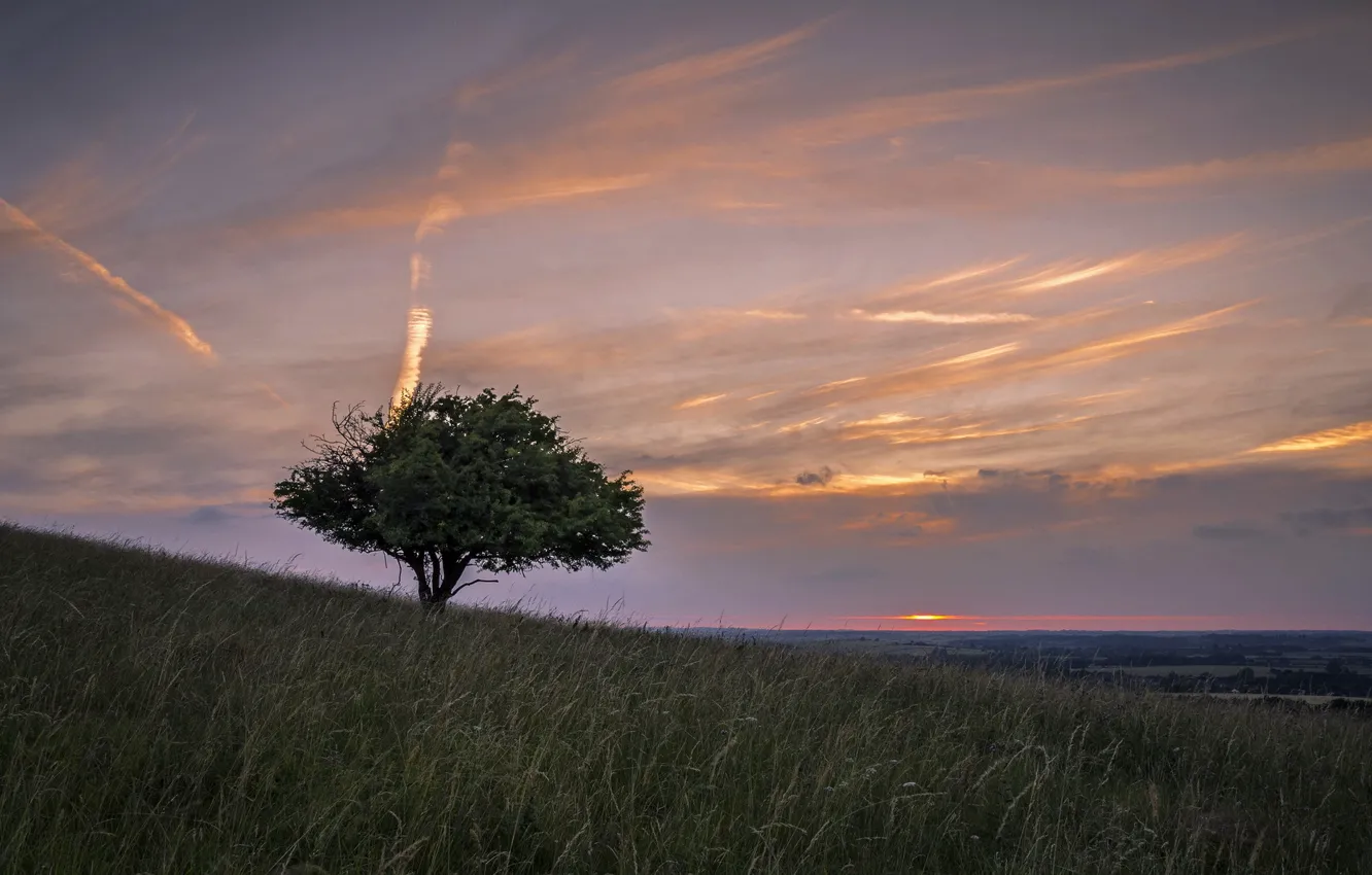 Photo wallpaper field, trees, landscape, sunset