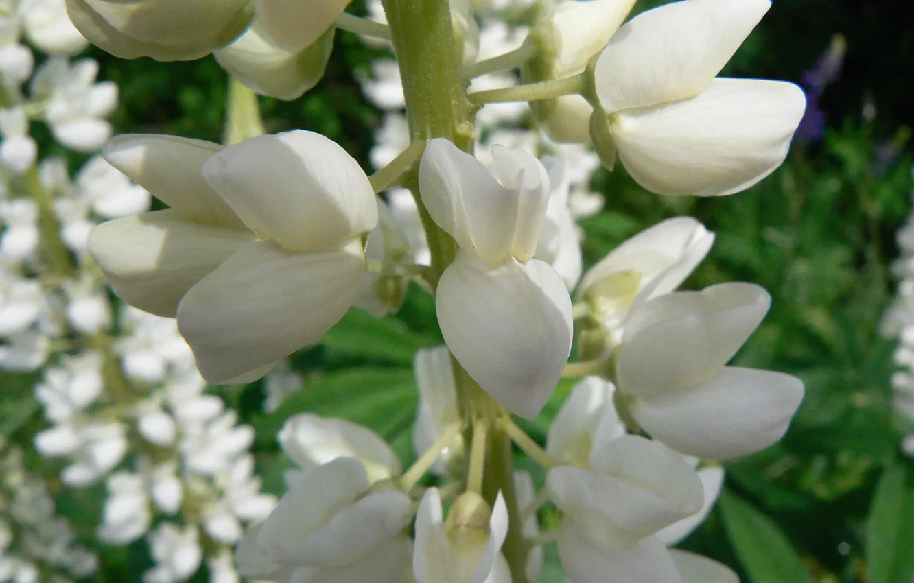 Photo wallpaper macro, flowers, nature, my photo