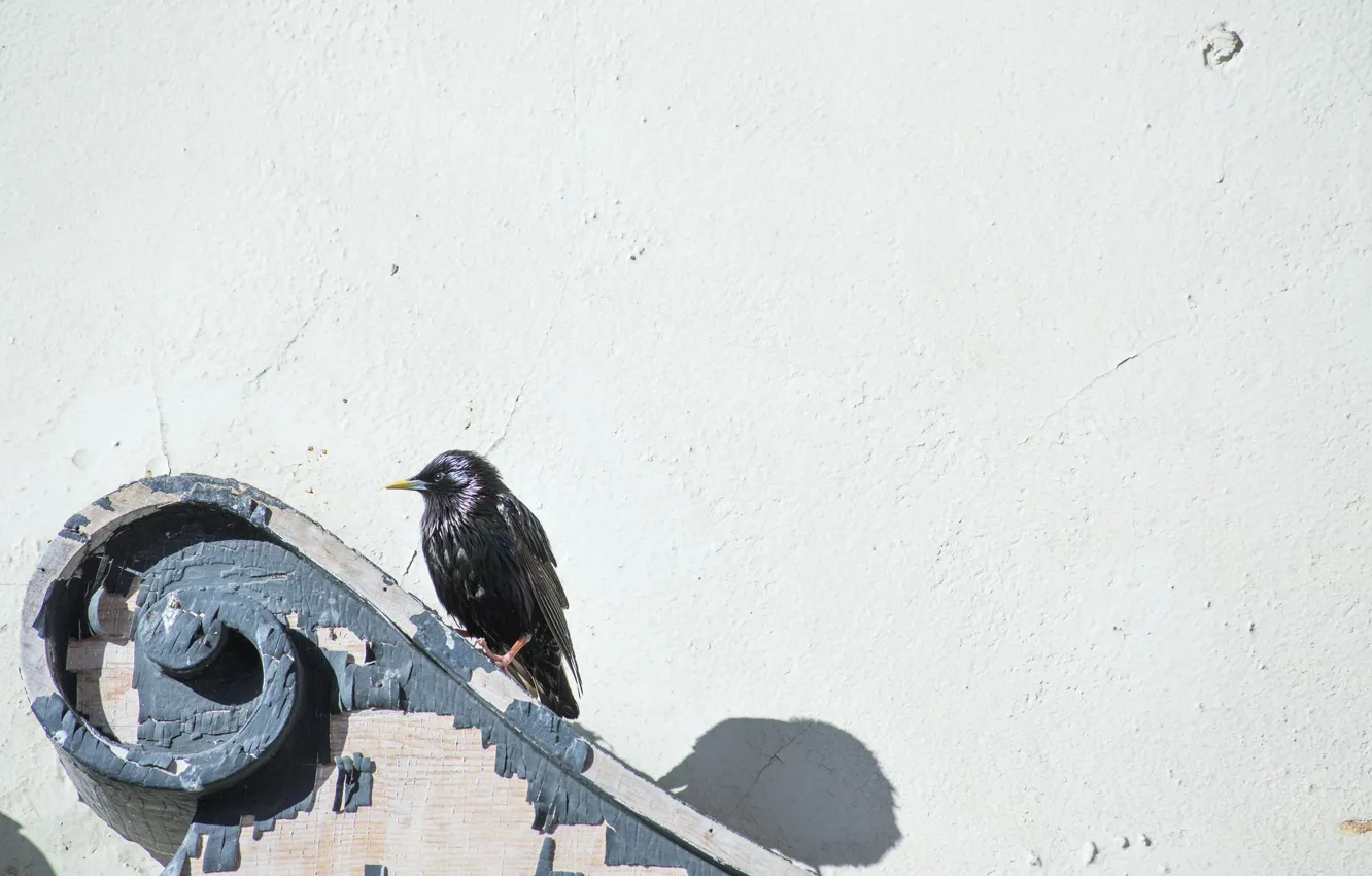 Photo wallpaper wall, shadow, bird