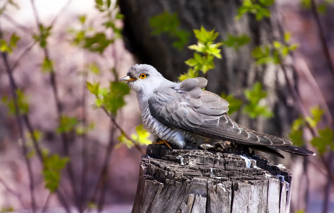 Photo wallpaper background, bird, cuckoo