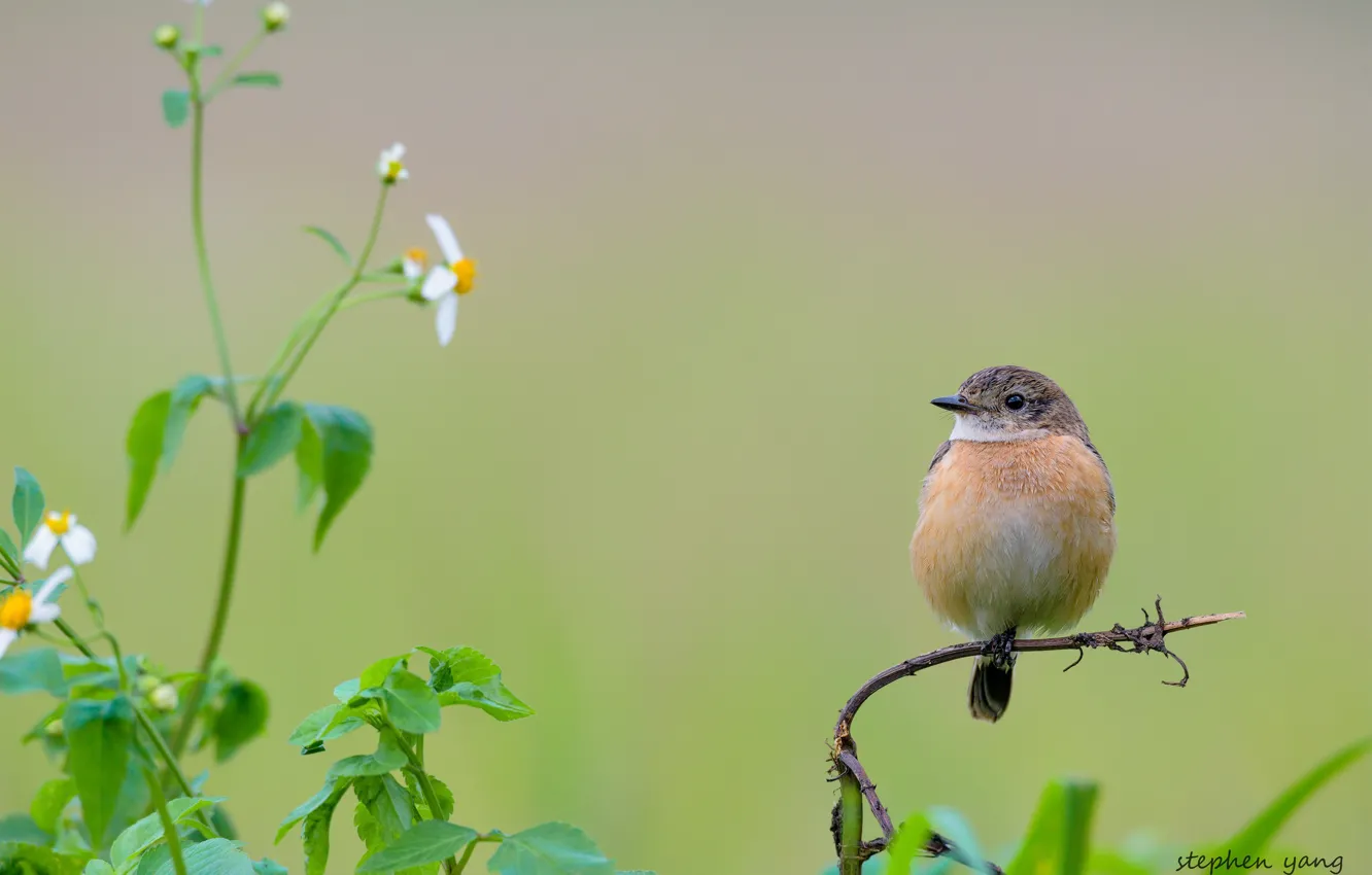 Photo wallpaper flowers, branches, bird, baby