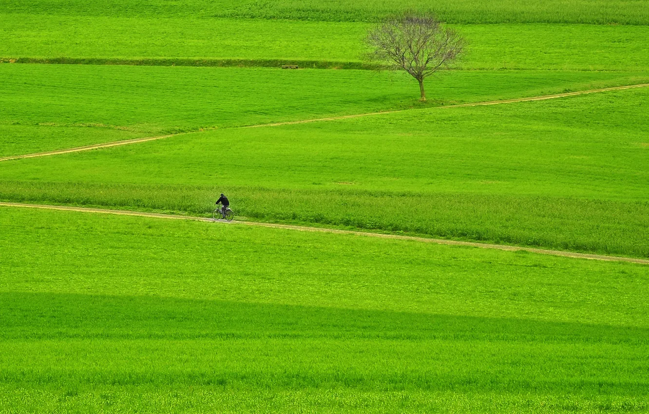 Photo wallpaper green, grass, bike, fields, tree, way, man, pathway