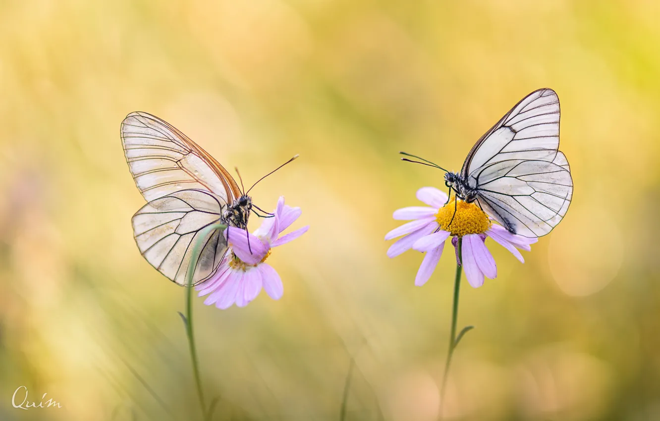 Photo wallpaper flowers, butterfly, wings