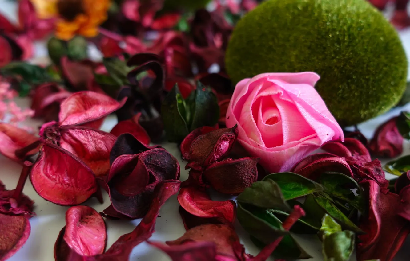 Photo wallpaper flowers, red, plant, moss, roses, blur, petals, pink