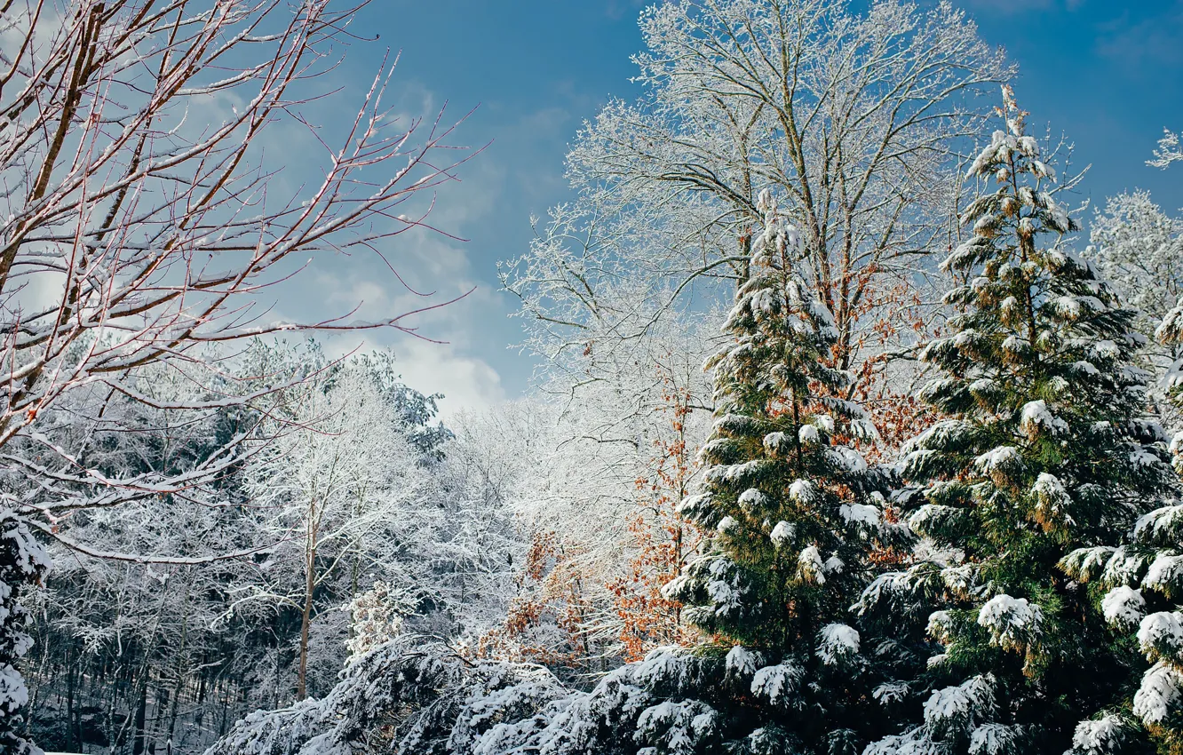 Photo wallpaper winter, forest, snow, trees, branches, Sunny