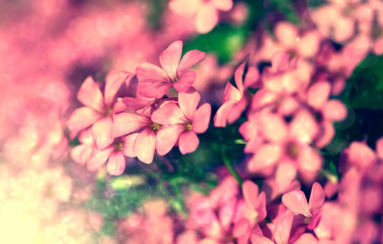 Photo wallpaper macro, flowers, nature, bright, plant, color, treatment, blur