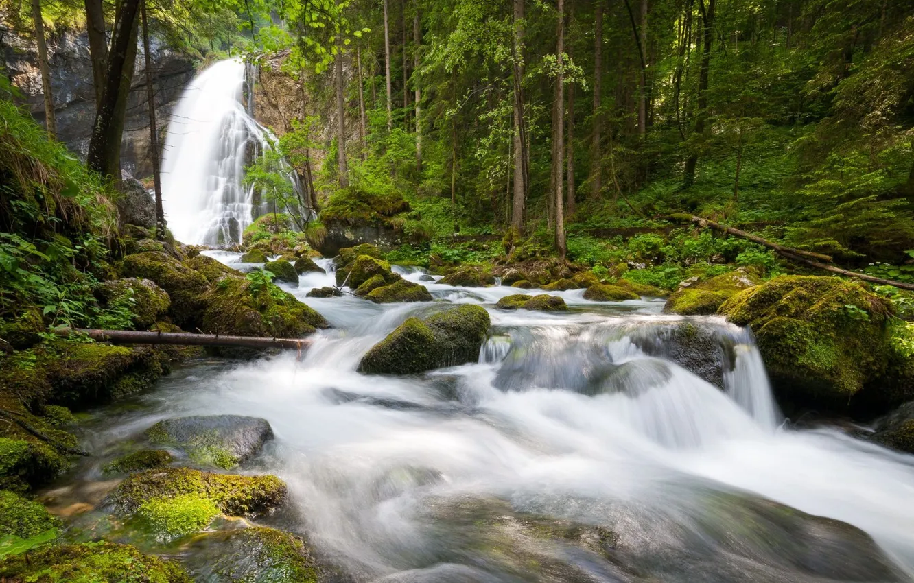 Photo wallpaper forest, summer, trees, nature, stones, photo, waterfall