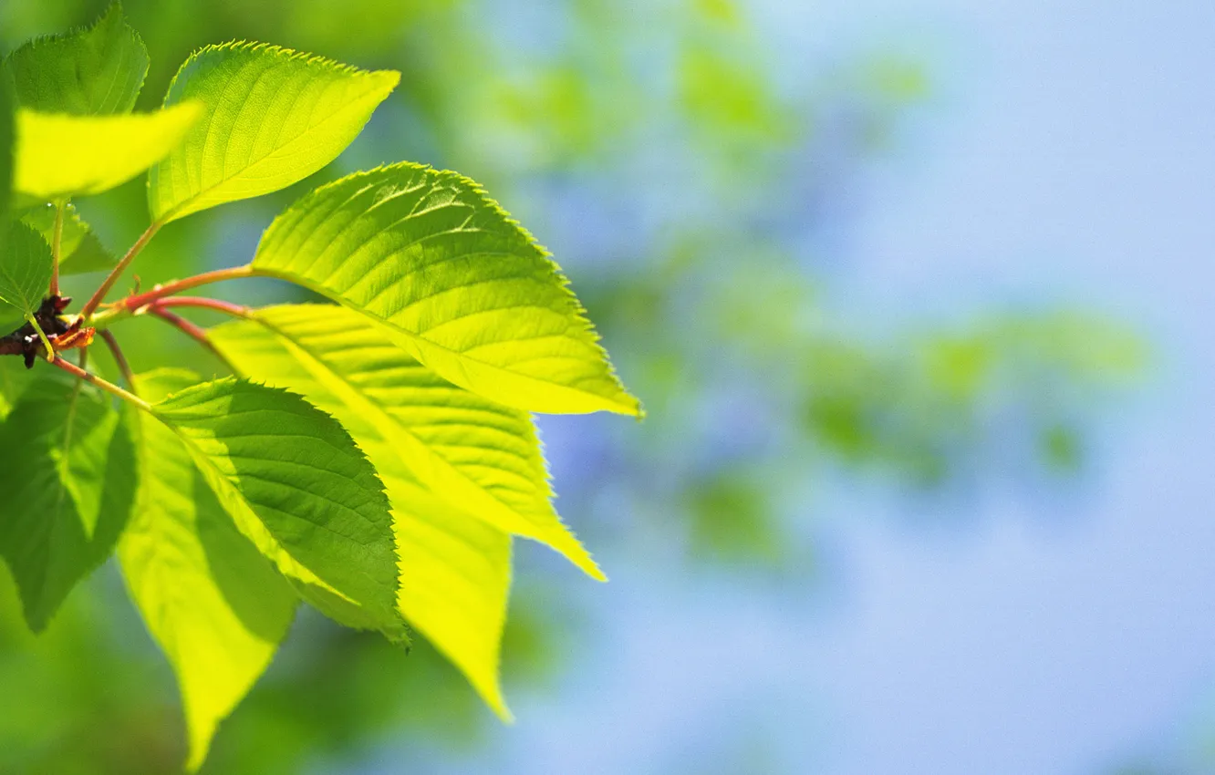 Photo wallpaper summer, leaves, green, leaves