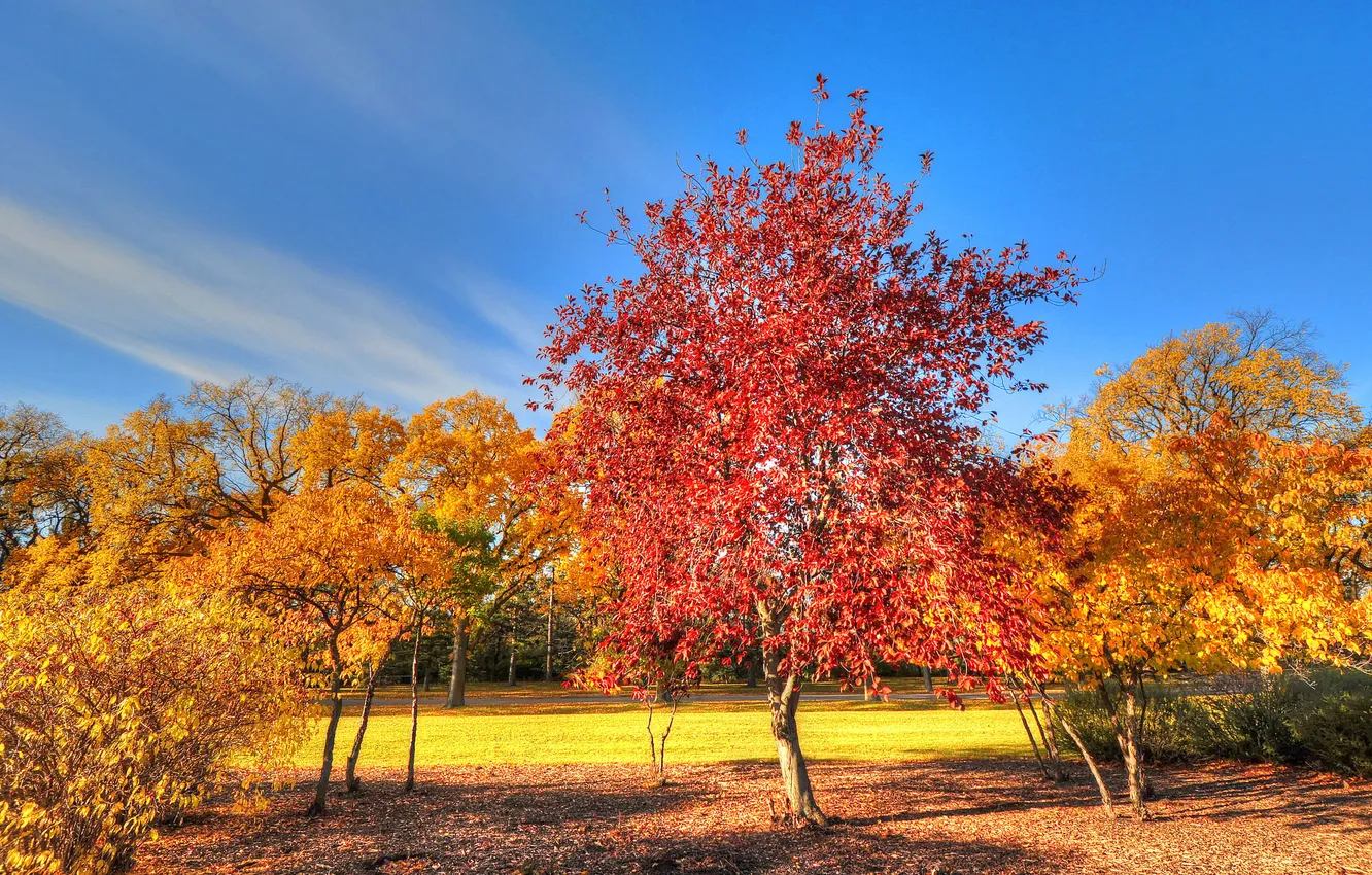 Photo wallpaper autumn, the sky, grass, leaves, trees, Park