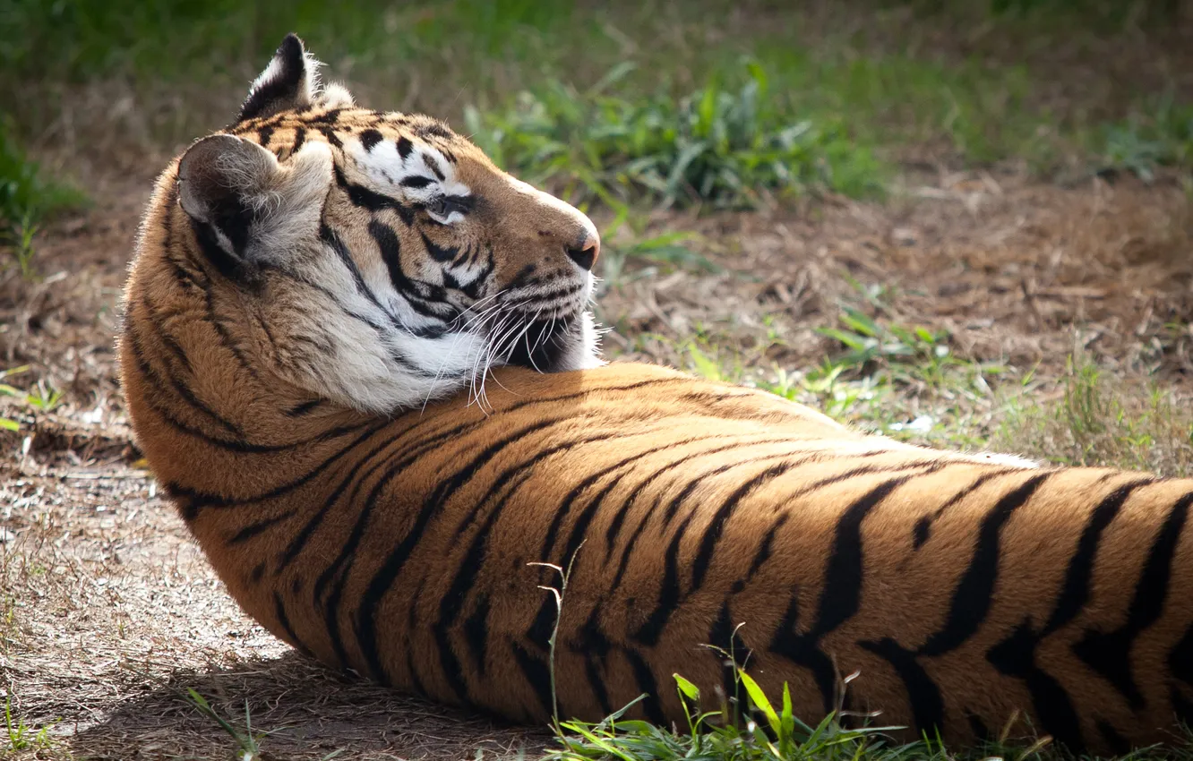 Photo wallpaper cat, grass, tiger, stay, profile, Amur