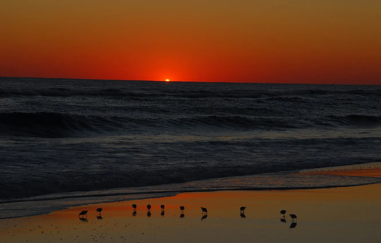Photo wallpaper sea, wave, the sun, sunset, birds, shore, horizon