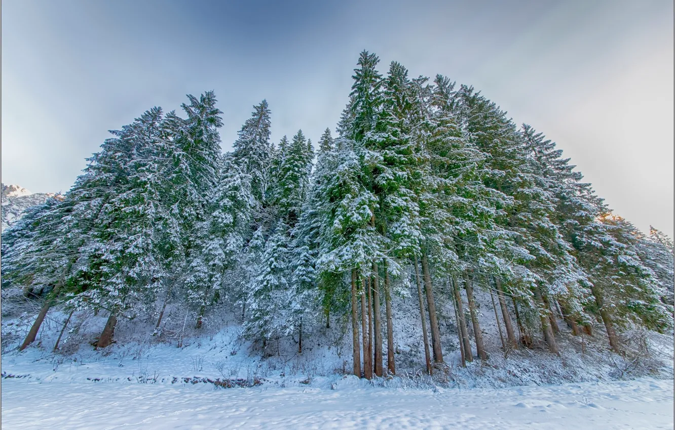 Photo wallpaper winter, tree, spruce forest