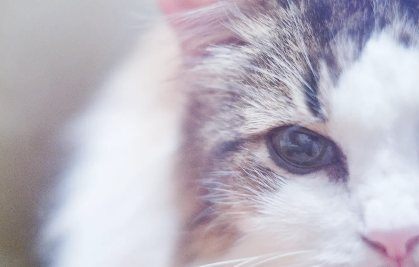 Photo wallpaper cat, cat, macro, eyes, wool, nose