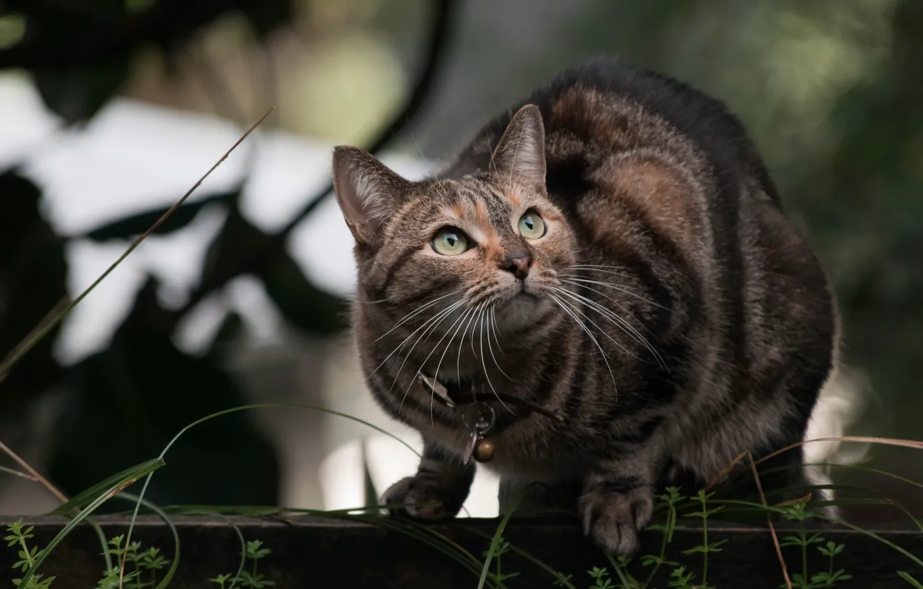 Photo wallpaper cat, grass, cat, look, face, pose, collar, bokeh