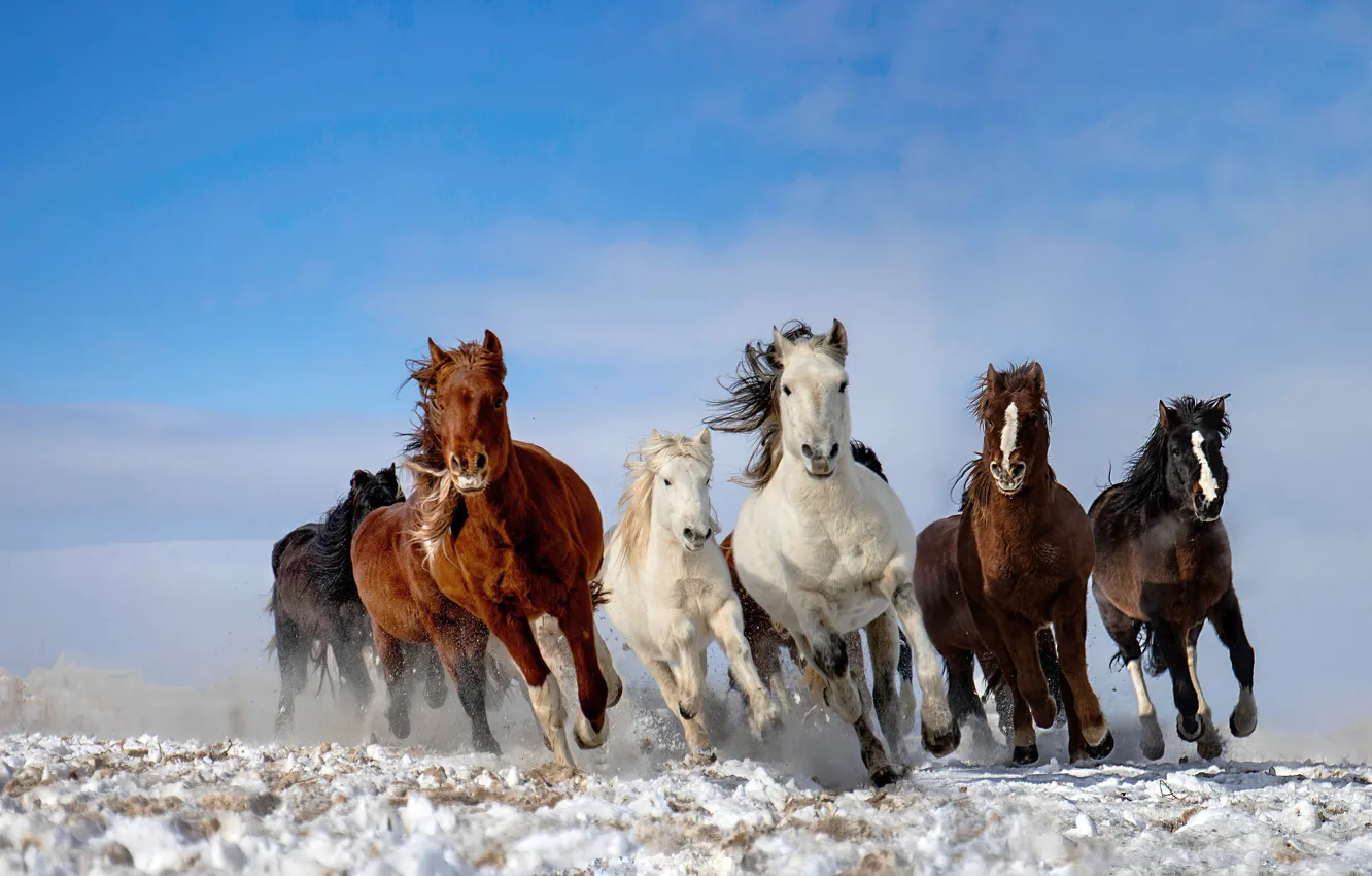 Photo wallpaper the sky, snow, horse, the herd