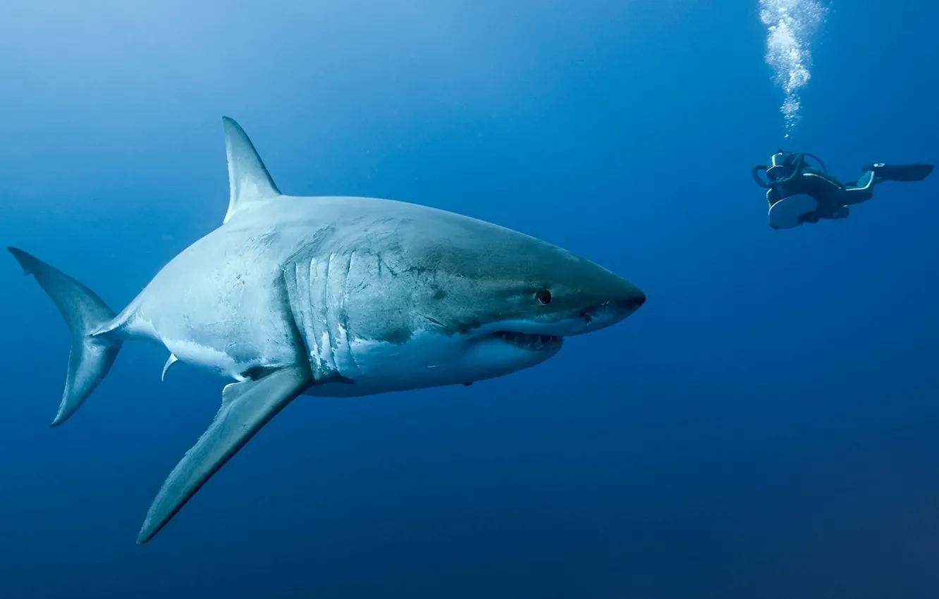 Photo wallpaper diver, shark, Oceans