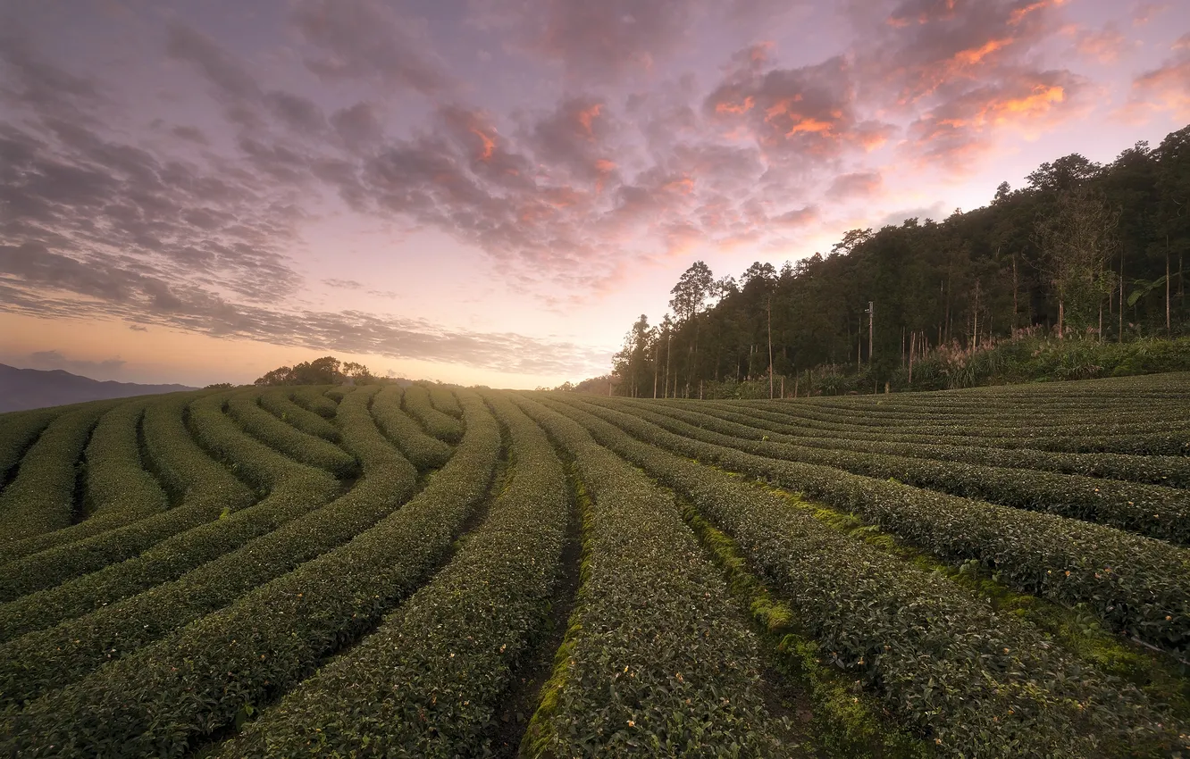 Photo wallpaper field, forest, the sky, clouds, dawn, plant, morning, a number