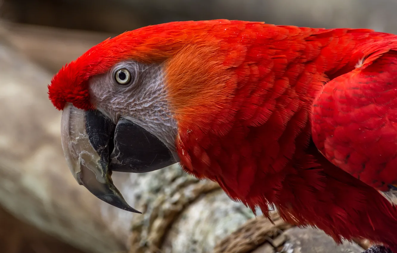 Photo wallpaper look, red, background, bird, bright, beak, parrot, Ara