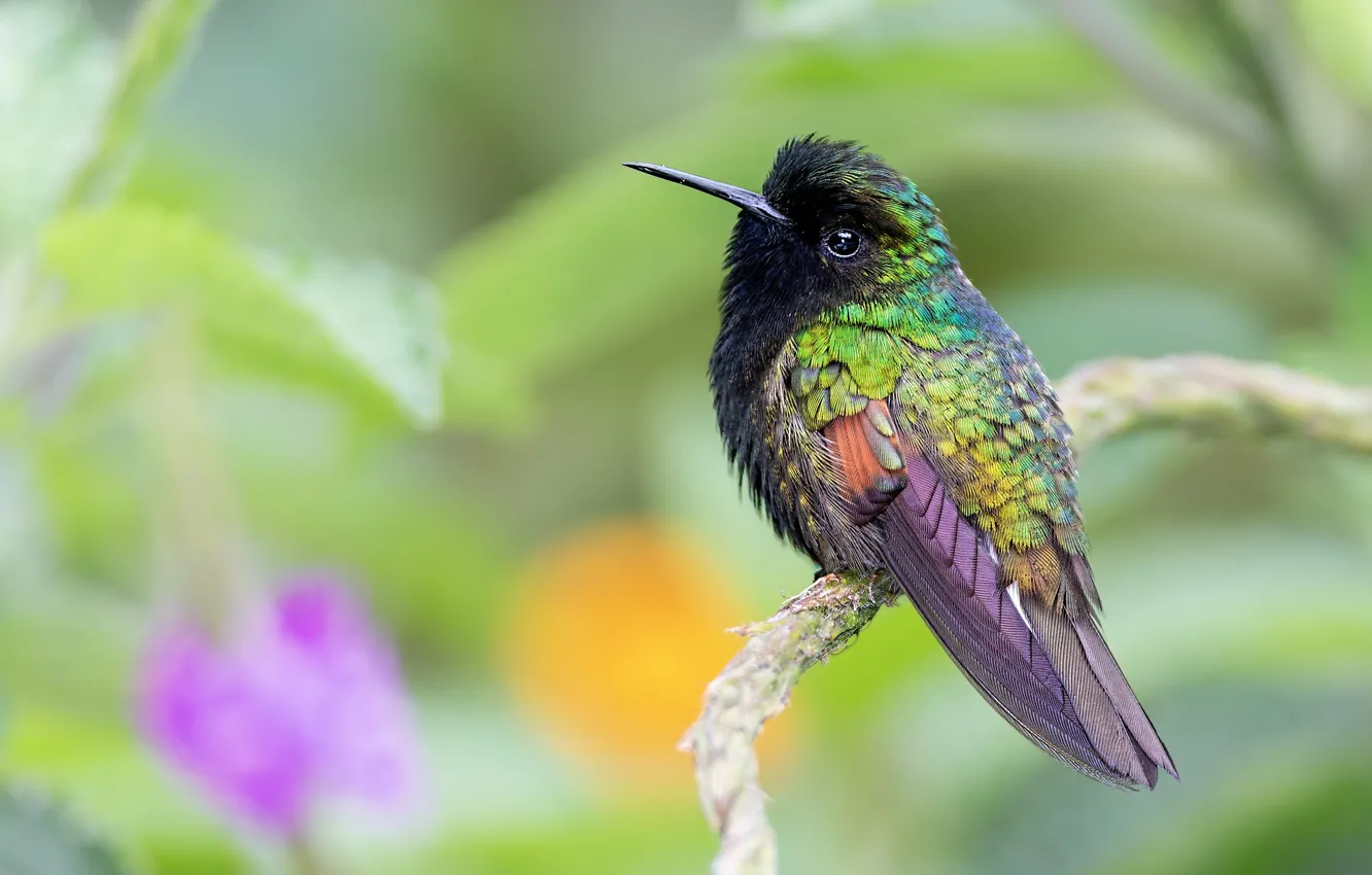 Photo wallpaper background, bird, Hummingbird