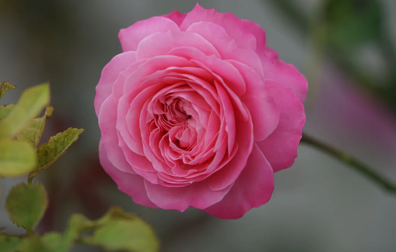 Photo wallpaper leaves, roses, petals, pink