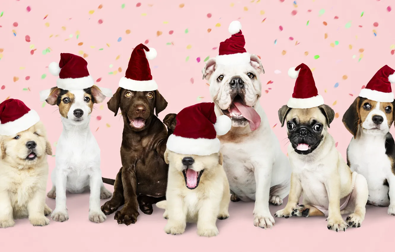 Photo wallpaper dog, New Year, Christmas, puppy, happy, Santa, Christmas, puppy