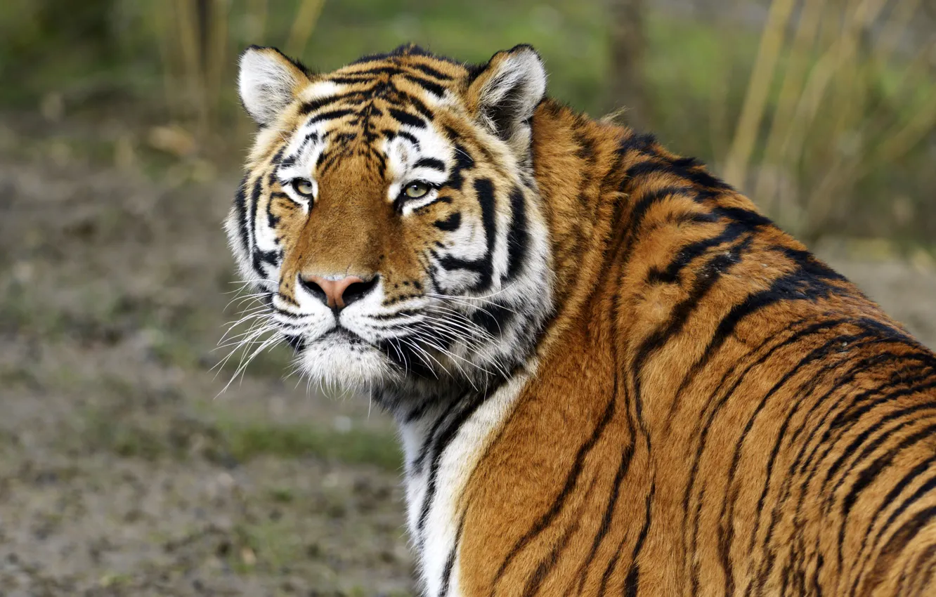 Photo wallpaper cat, look, face, tiger, Amur