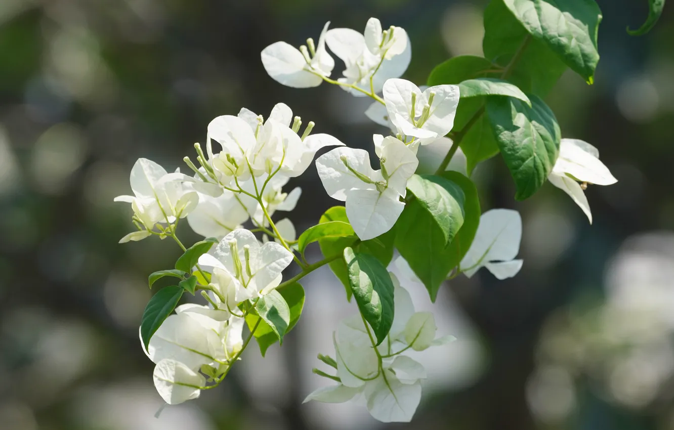 Photo wallpaper leaves, flowers, branches, white, flowering, bougainvillea