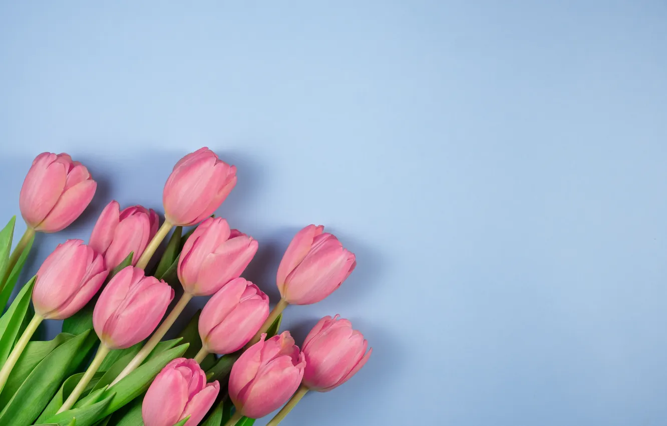 Photo wallpaper flowers, bouquet, tulips, pink, pink, flowers, beautiful, tulips